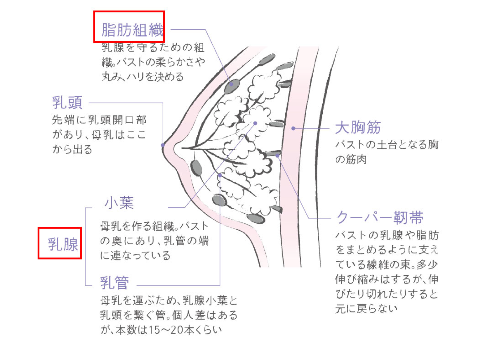 バスト中身